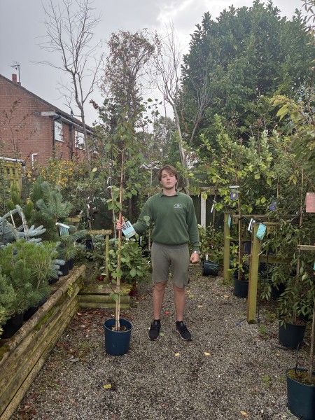 Betula Snow Queen 12 LTR