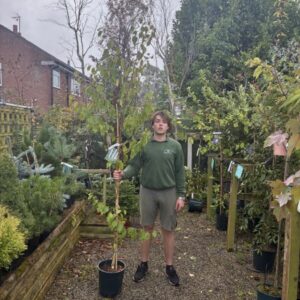 Betula Greyswood Ghost 12 LTR