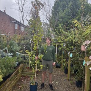 Betula Jacquemontii 12 LTR