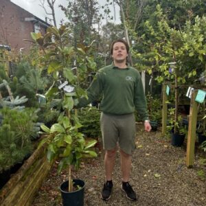 Magnolia Grandiflora 12 LTR