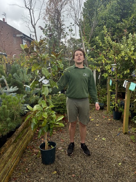Magnolia Grandiflora 12 LTR