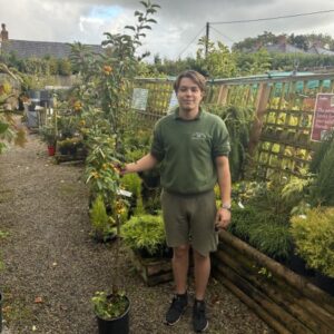 Malus Golden Hornet 12 LTR