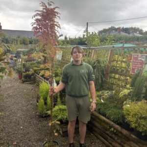 Sorbus Autumn Spire 12 LTR