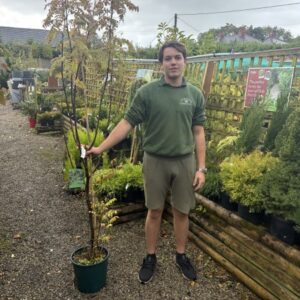 Sorbus Cashmirinana 12 LTR