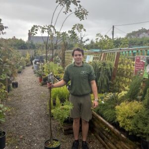 Sorbus Hupehensis 12 LTR