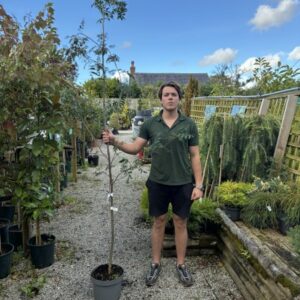 Sorbus Aucuparia 12 LTR