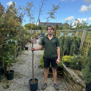 Sorbus Vilmorinii 12 LTR