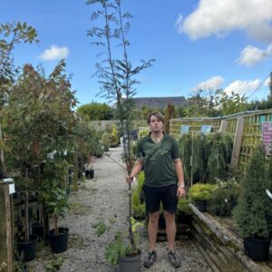 Sorbus November Pink 12 LTR