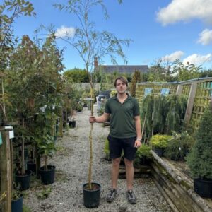 Salix Chrysocoma 12 LTR