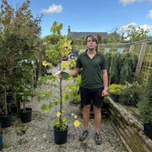 Cercis White Swan 12 LTR