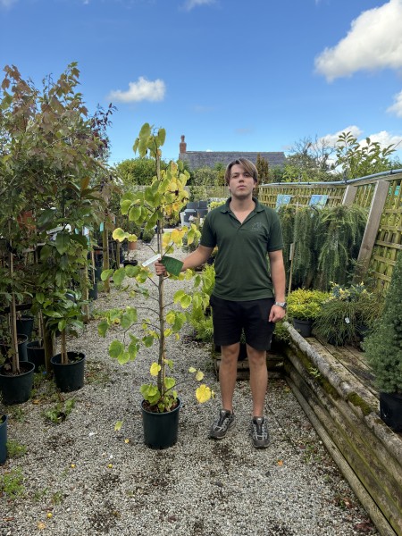 Cercis White Swan 12 LTR