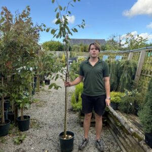 Amaelanchier Ballerina 12 LTR