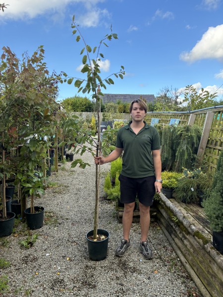 Amaelanchier Ballerina 12 LTR