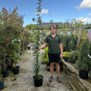 Pyrus Chanticleer 12 LTR