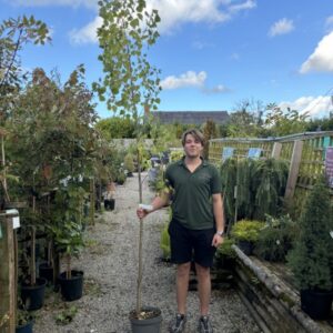 Populus Robusta 12 LTR