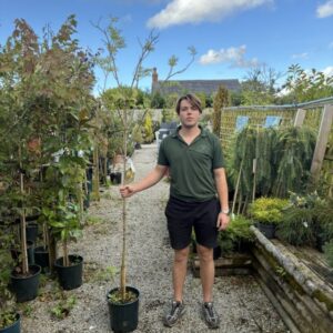 Sambucus Golden Tower 12 LTR