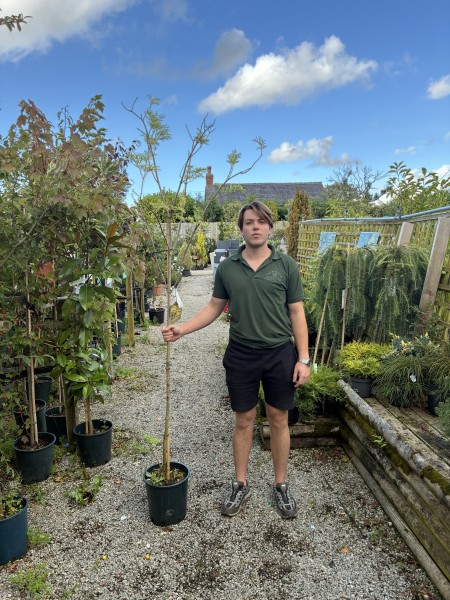 Sambucus Golden Tower 12 LTR