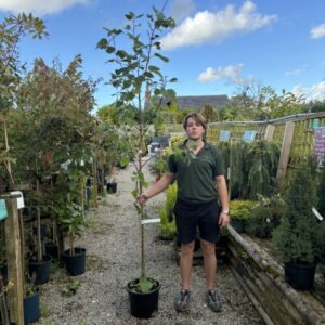 Populus Candicans Aurora 12 LTR