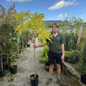 Robinia Frisia 12 LTR