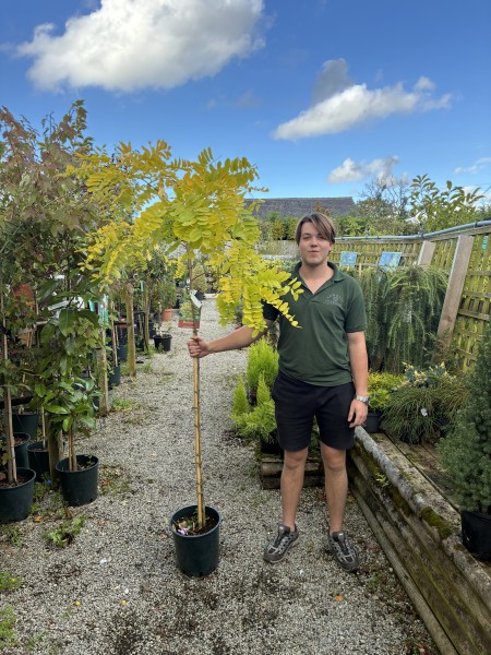 Robinia Frisia 12 LTR