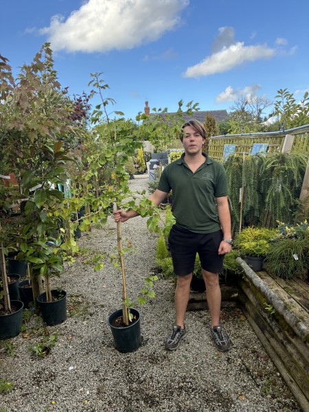 Gingko Biloba 12 LTR