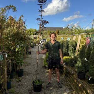 Acer Crimson King 12 LTR