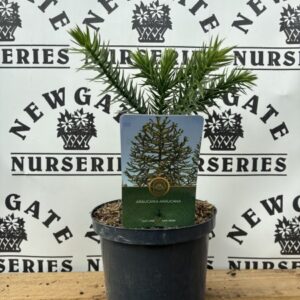 Monkey Puzzel Tree C3