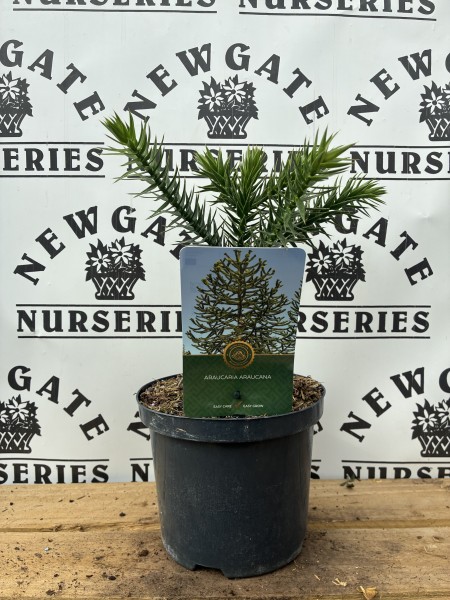 Monkey Puzzel Tree C3