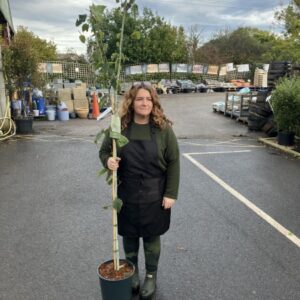 Acer Davidii Viper 12 LTR