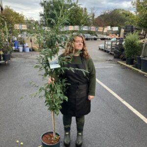 Cotoneaster Rotschildianus 12 LTR