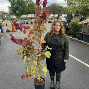 Cercis canadensis Eternal Flame 12L