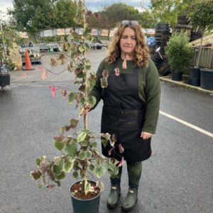 Cercis Carolina Sweetheart 12L