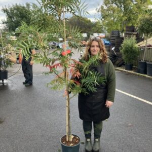Sorbus commixta Olympic Flame 12 LTR