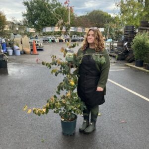 Parrotia Persica 12 LTR