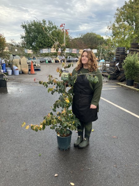 Parrotia Persica 12 LTR
