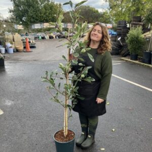 Photinia x fraseri Louise 12 LTR