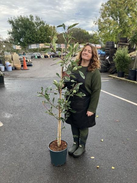 Photinia x fraseri Louise 12 LTR