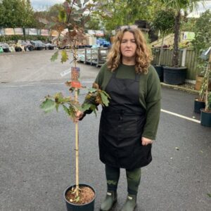 Quercus rubra 12 LTR