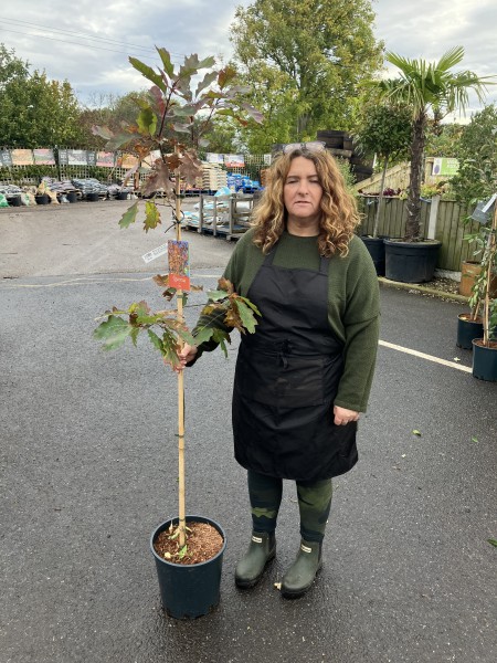 Quercus rubra 12 LTR