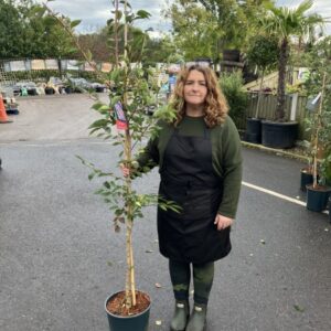 Prunus subhirtella Autumnalis Rosea 12 LTR