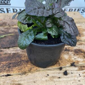 Ajuga Braun Hertz 10.5cm