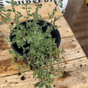 Thymus Silver Queen 10.5cm
