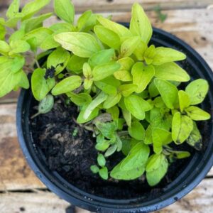 Oregano Aureum Gold 10.5cm