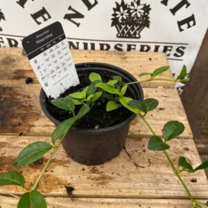 Vinca Minor Blue 10.5cm