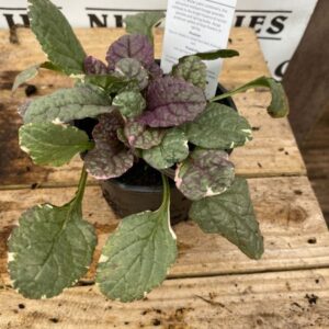 Ajuga Burgundy Glow 10.5cm