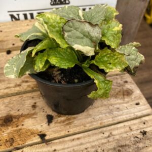 Ajuga Golden Beauty 10.5cm