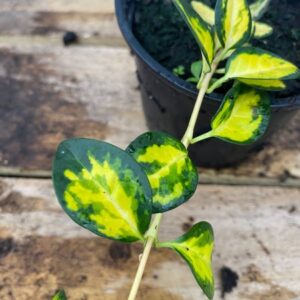 Vinca Minor Varigated Golden Blue 10.5cm