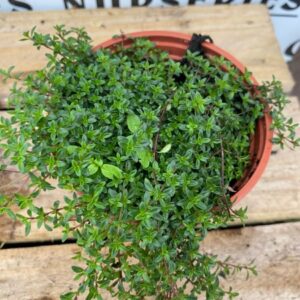 Thymus Coccineus Rose 10.5cm