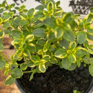 Thymus Golden Queen 10.5cm