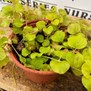 Lysimachia Gold 10.5cm